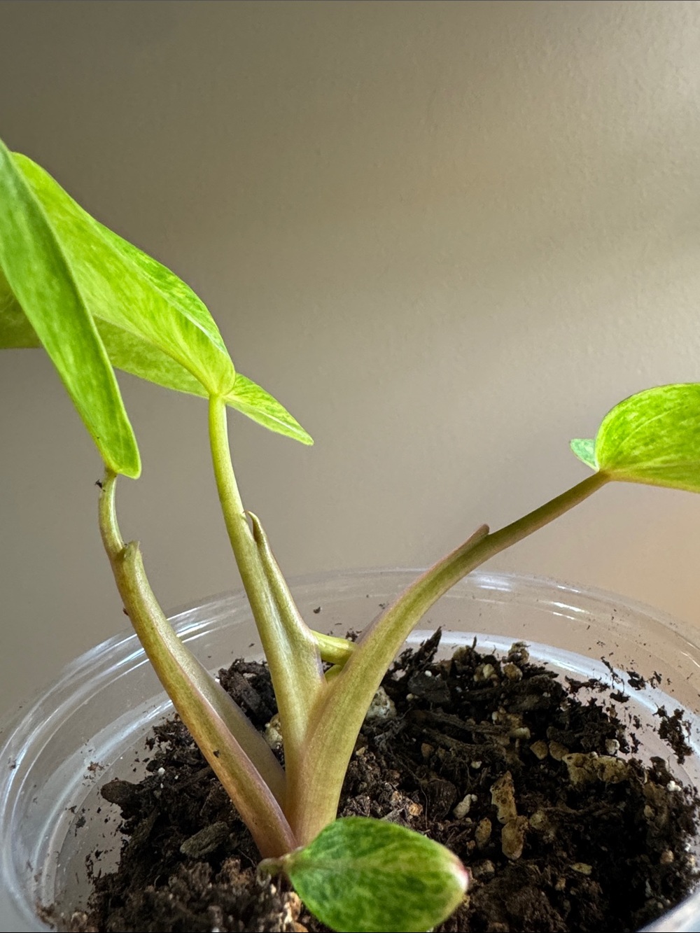 Philodendron Painted Lady - Rooted - Picture 4 of 6